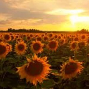 Meet your Posher, Sage